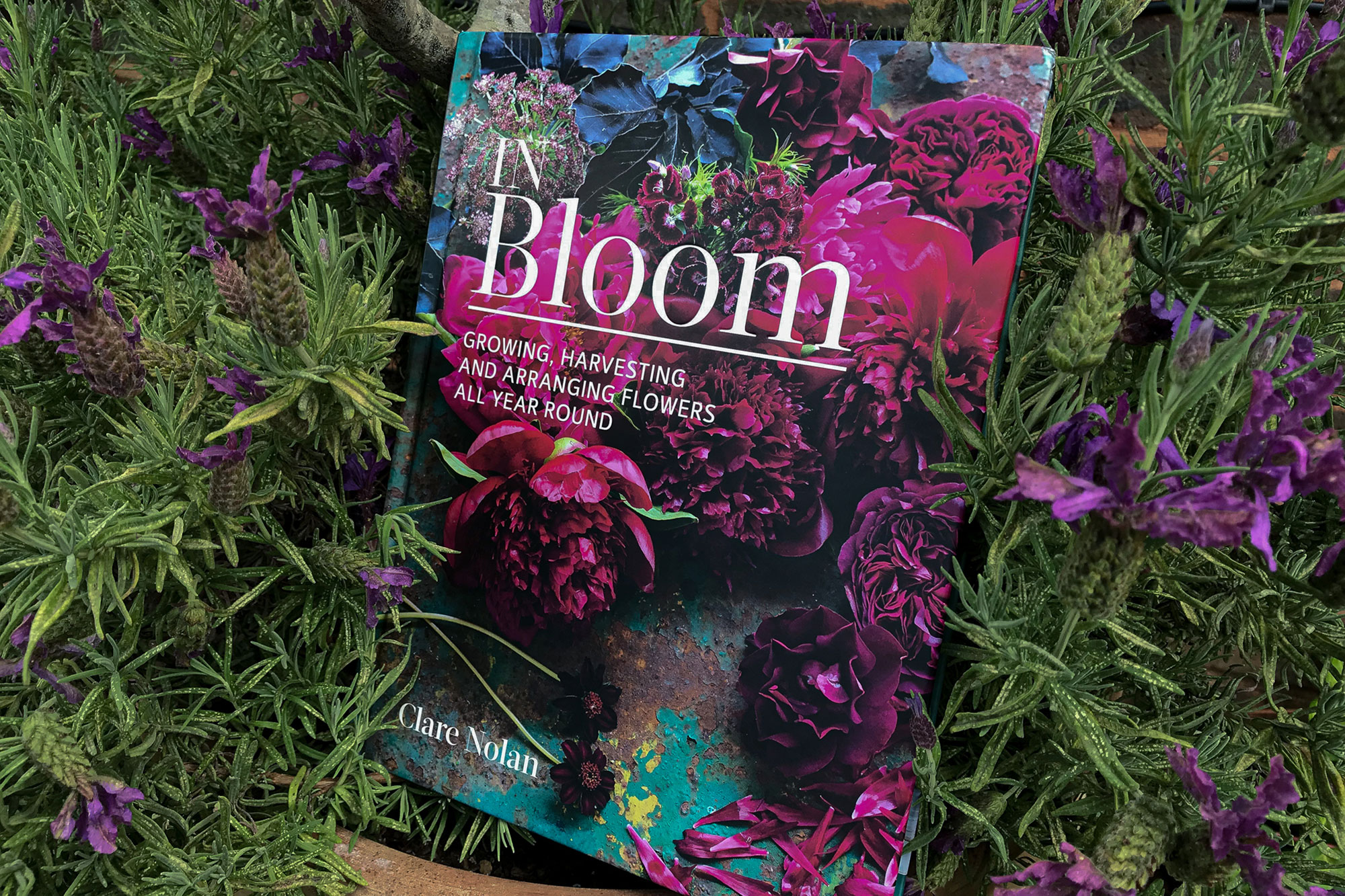 In Bloom – Clare Nolan