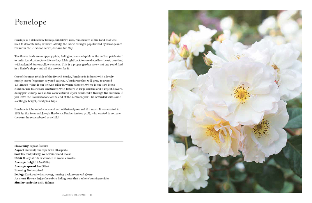 Roses: Beautiful varieties for home and garden - Jane Eastoe  with photography by Georgianna Lane
