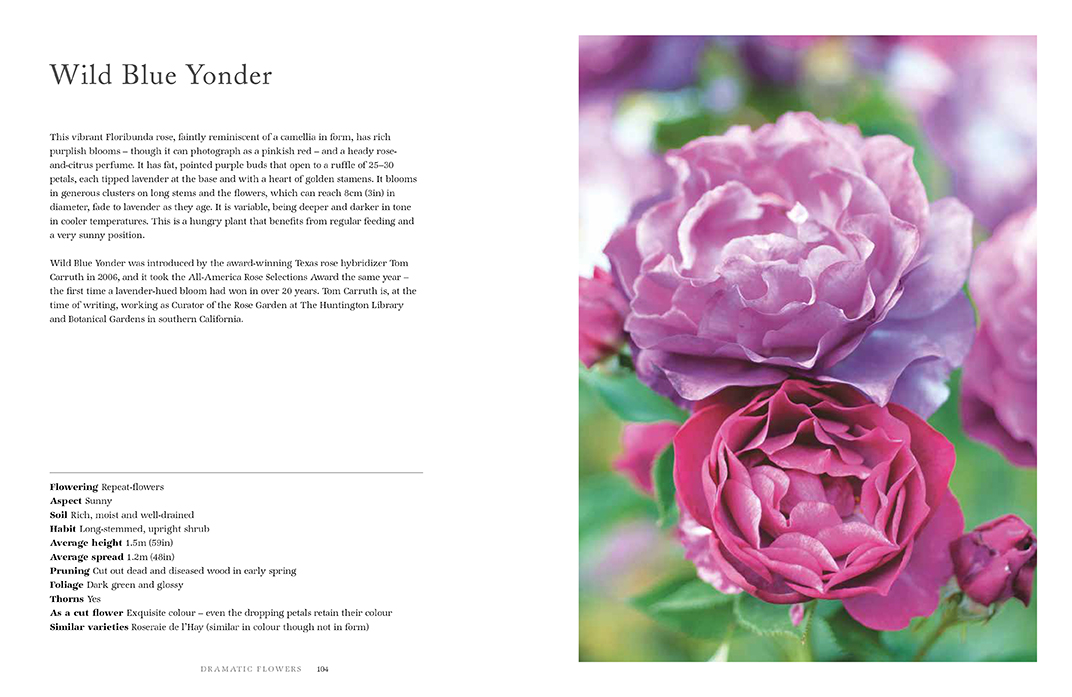 Roses: Beautiful varieties for home and garden - Jane Eastoe  with photography by Georgianna Lane