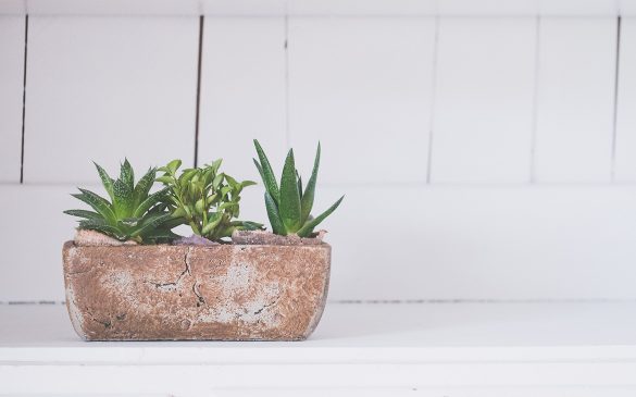 Styling your Home with House Plants - Beautiful Heirloom Home