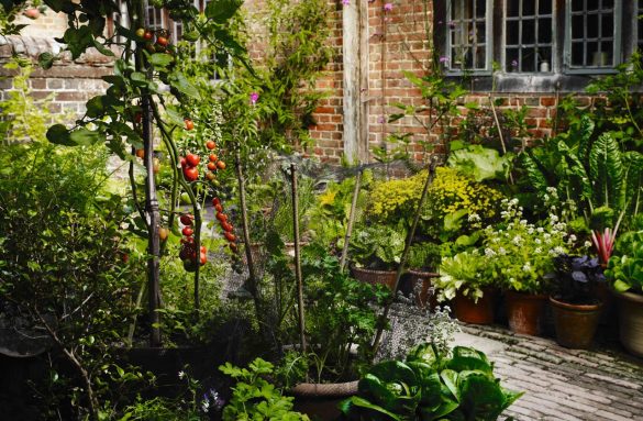 Grow Fruit & Vegetables in Pots An online lecture given by Aaron Bertelsen